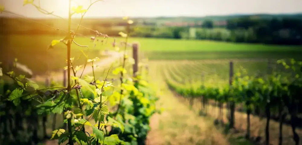 Discover Fredericksburg’s Finest: Your Private Wine Tour Awaits!