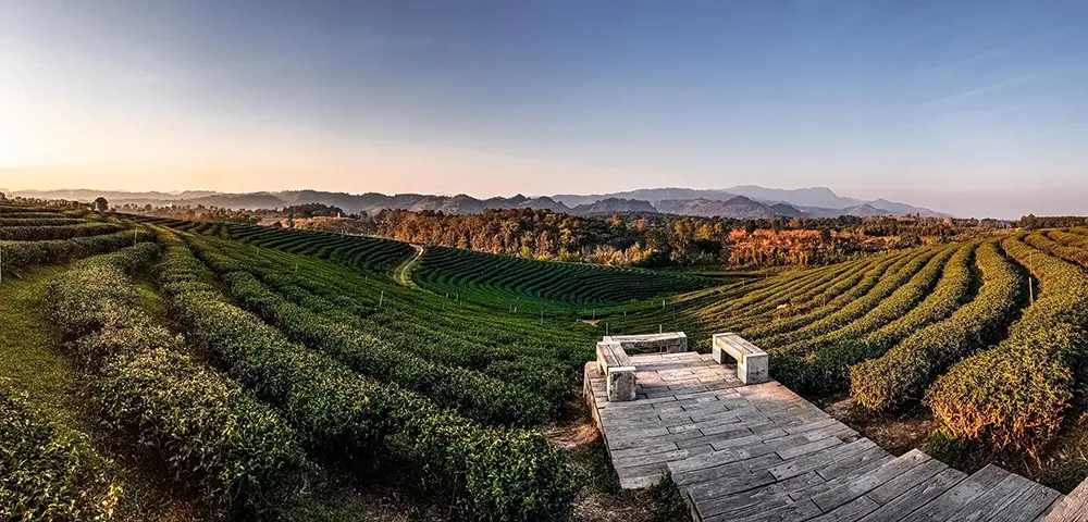 Your Ultimate Guide to Planning a Texas Hill Country Wine Tour