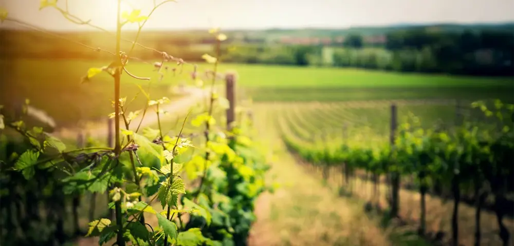 Savor the Journey: Mastering the Art of Wine Tasting in Fredericksburg Savor the Journey: Mastering the Art of Wine Tasting in Fredericksburg